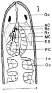 Image of Carcinonemertes errans Wickham 1978