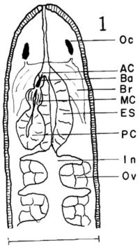 Image of Carcinonemertes errans Wickham 1978