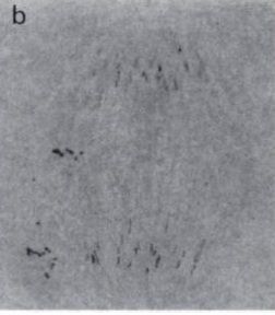 Image of Carcinonemertes errans Wickham 1978