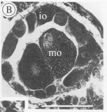 Image of Carcinonemertes humesi Gibson & Jones 1990