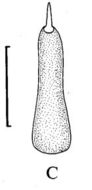 Image of Carcinonemertes humesi Gibson & Jones 1990