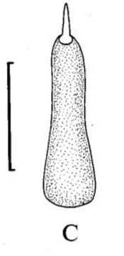 Image of Carcinonemertes humesi Gibson & Jones 1990