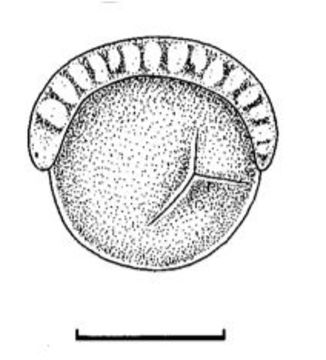 Image of Carcinonemertes humesi Gibson & Jones 1990