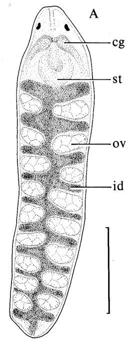 Image of Carcinonemertes humesi Gibson & Jones 1990