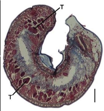 Image of Carcinonemertes kurisi Sadeghian & Santos 2010