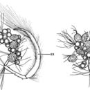 Image of Carcinonemertes pinnotheridophila McDermott & Gibson 1993