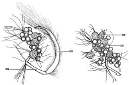 Image of Carcinonemertes pinnotheridophila McDermott & Gibson 1993