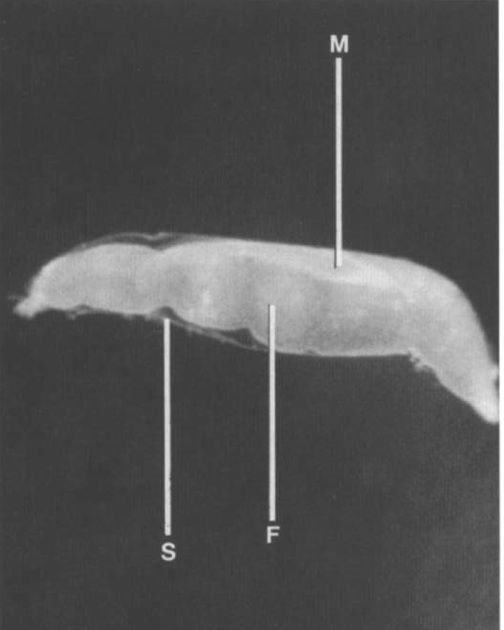 Image of Carcinonemertes pinnotheridophila McDermott & Gibson 1993