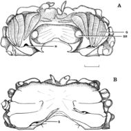 Image of Carcinonemertes pinnotheridophila McDermott & Gibson 1993