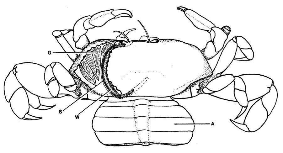 Image of Carcinonemertes pinnotheridophila McDermott & Gibson 1993