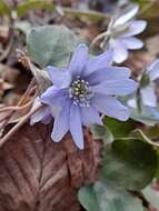 Image of Anemone hepatica