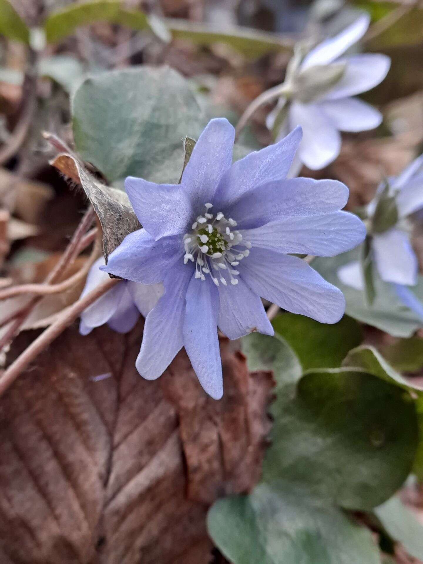 Image of Anemone hepatica