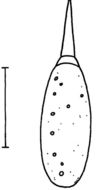 Image of Carcinonemertes pinnotheridophila McDermott & Gibson 1993