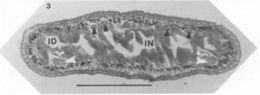 Image of Carcinonemertes pinnotheridophila McDermott & Gibson 1993