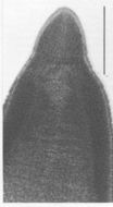 Image of Carcinonemertes pinnotheridophila McDermott & Gibson 1993