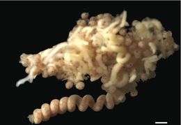 Image of Carcinonemertes tasmanica Sadeghian & Santos 2010