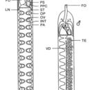 Image of Carcinonemertes regicides Shields, Wickham & Kuris 1989