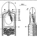 Carcinonemertes wickhami Shields & Kuris 1990 resmi