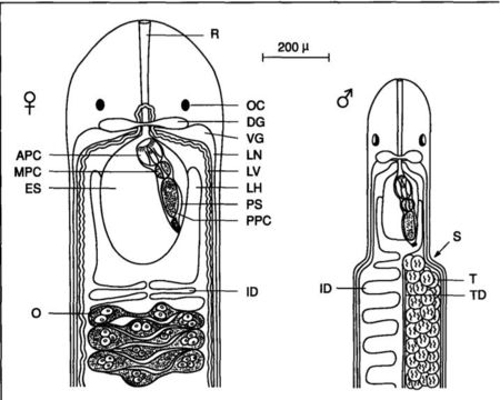 Image of Carcinonemertes wickhami Shields & Kuris 1990