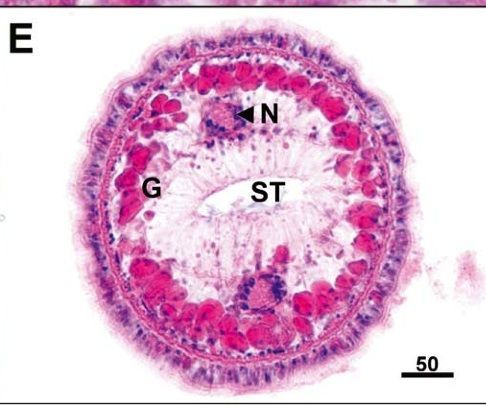 Image of Ovicides jasoni Shields & Segonzac 2007