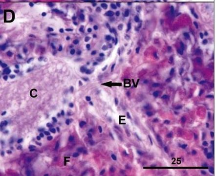 Image of Ovicides jonesi Shields & Segonzac 2007