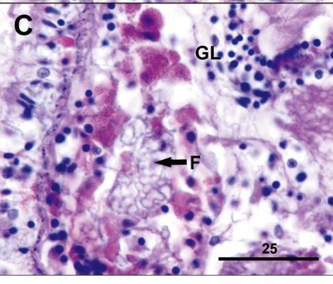 Image of Ovicides jonesi Shields & Segonzac 2007