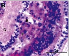 Image of Ovicides jonesi Shields & Segonzac 2007