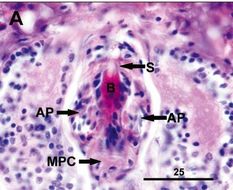 Image of Ovicides jonesi Shields & Segonzac 2007