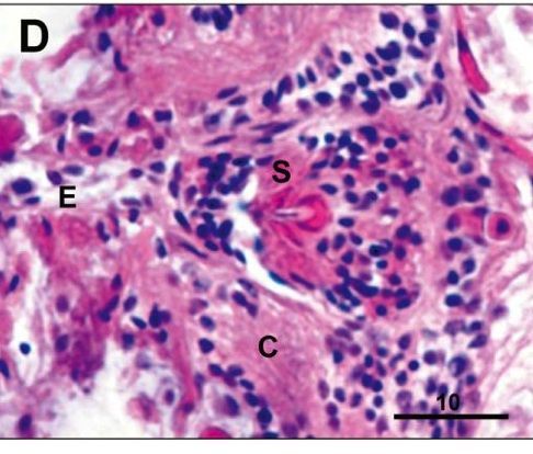 Image of Ovicides jonesi Shields & Segonzac 2007