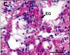 Image of Ovicides jonesi Shields & Segonzac 2007