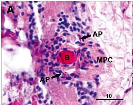 Image of Ovicides jonesi Shields & Segonzac 2007