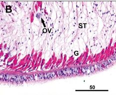 Image of Ovicides jonesi Shields & Segonzac 2007