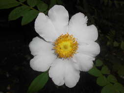 Image of chestnut rose