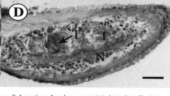 Image of Ovicides julieae Shields 2001