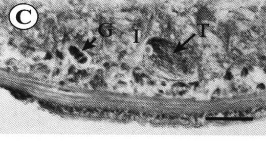 Image of Ovicides julieae Shields 2001