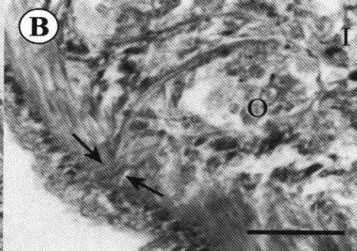 Image of Ovicides julieae Shields 2001