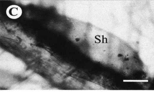 Image of Ovicides julieae Shields 2001
