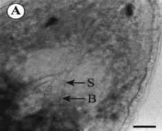 Image of Ovicides julieae Shields 2001