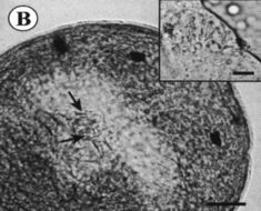 Image of Ovicides julieae Shields 2001