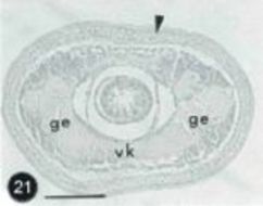 Image of Carinoma renieri Senz 2000