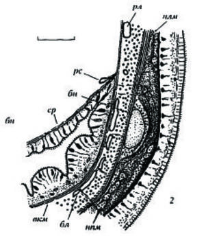 Image of Carinoma uschakovi Chernyshev 1999