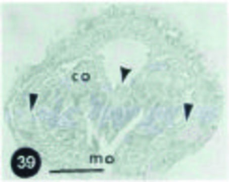 Image of Hubrechtella ehrenbergi Senz 2000