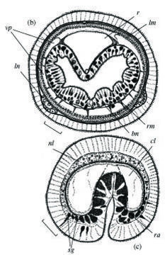 Image of Hubrechtella juliae Chernyshev 2003