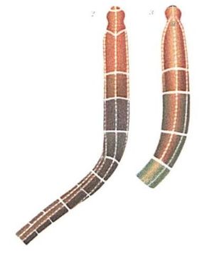 Image of Tubulanus sexlineatus (Griffin 1898)