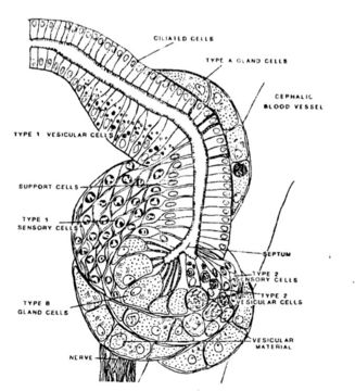 Sivun Amphiporus lactifloreus (Johnston 1828) kuva