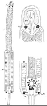 Image de Malacobdellidae