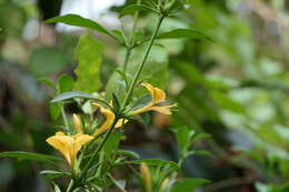 Plancia ëd Barleria prionitis L.