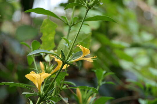 Plancia ëd Barleria prionitis L.