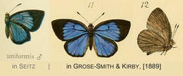 Image of Epitola uniformis Kirby 1887