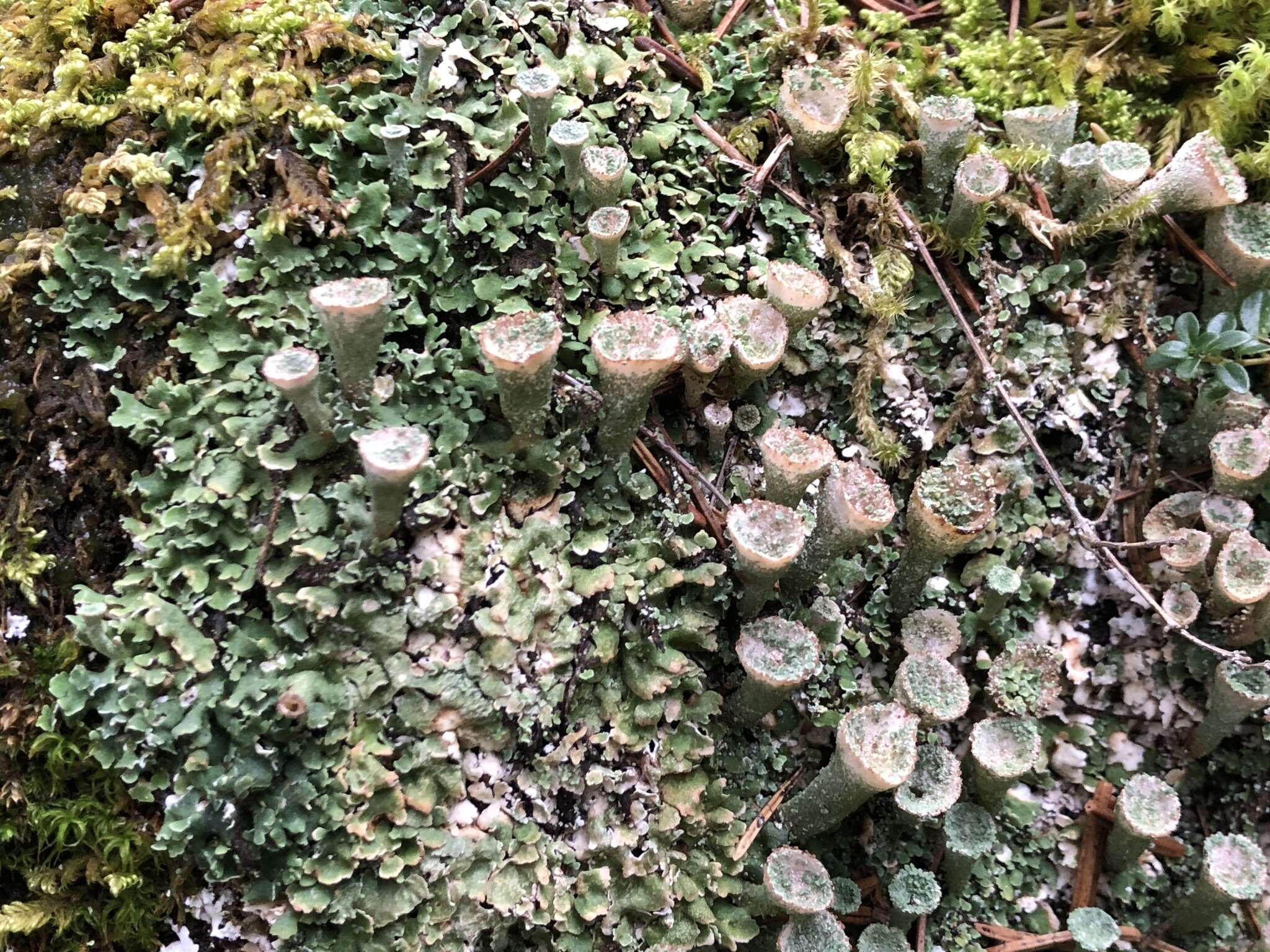 Image of Cladonia pocillum